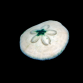 Lot de 2 Clypeaster spp 3-5cm