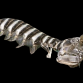Lysiosquillina maculata 15-25 cm