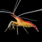 Lysmata amboinensis 2-3 cm