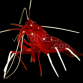 Lysmata debelius 4-5cm