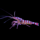 Lysmata kuekenthali 2-3 cm