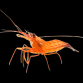 Lysmata vittata 3-4 cm