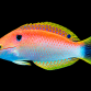 Macropharyngodon viviennae 6-10cm