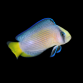 Manonichthys splendens 4-6cm