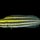 Meiacanthus grammistes 4-6cm