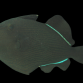 Melichthys indicus 8-10cm