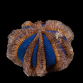 Mespilia globulus 5-6 cm Epines rouges