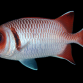 Myripristis botche S