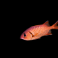 Myripristis murdjan 6-10 cm