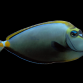 Naso elegans Juv&eacute;nile 8-10 cm