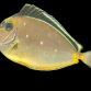 Naso lituratus 8-10 cm