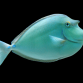Naso unicornis Juv&eacute;nile 6-8 cm