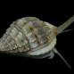Nassarius spp. - Lot de 10