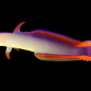 Nemateleotris decora 4-5 cm