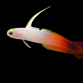 Nemateleotris magnifica 5-8cm
