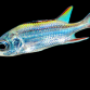 Neoniphon sammara 10-15 cm