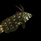 Novaculichthys taeniourus 5-8 cm