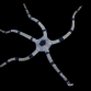 Ophiolepis superba M - Lot de 2