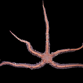 Ophiomastix annulosa 6-10cm