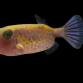 Ostracion cyanurus 5-8cm