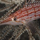 Oxycirrhites typus