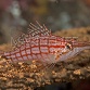 Oxycirrhites typus