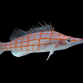Oxycirrhites typus 5-7 cm