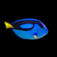 Paracanthurus hepatus 5-8 cm