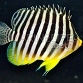Paracentropyge multifasciata