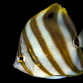 Parachaetodon ocellatus 2-4 cm