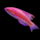Paracheilinus cyaneus M&acirc;le 4-5 cm