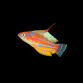 Paracheilinus flavianalis 4-5 cm