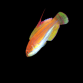 Paracheilinus mccoskeri M