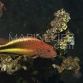 Paracirrhites forsteri