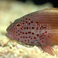 Paracirrhites forsteri Adulte