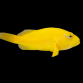 Paracirrhites xanthus 6-7cm