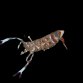 Periclimenes holthuisi 3-4cm