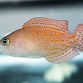 Pholidochromis sp.