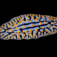 Phyllidia spp. <5 cm