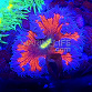 Phymanthus crucifer ULTRA 04