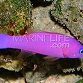 Pictichromis porphyrea
