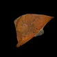 Platax orbicularis Juv&eacute;nile 4-6 cm