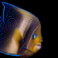 Pomacanthus semicirculatus Adulte 12-15 cm