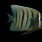 Pomacanthus sexstriatus Adulte 8-12 cm