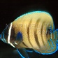 Pomacanthus sexstriatus Juv&eacute;nile