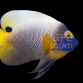 Pomacanthus xanthometopon Adulte S