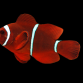 Premnas biaculeatus 6-8 cm