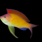 Pseudanthias dispar M&acirc;le 7-10 cm