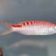 Pseudanthias lori Femelle