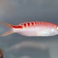 Pseudanthias lori Femelle